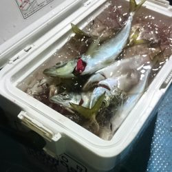 シースナイパー海龍 釣果