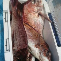 シースナイパー海龍 釣果