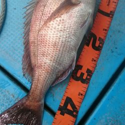 シースナイパー海龍 釣果