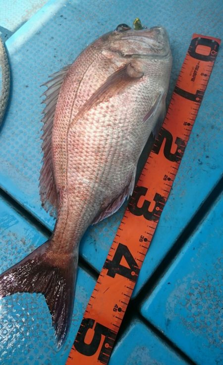 シースナイパー海龍 釣果