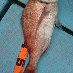 シースナイパー海龍 釣果