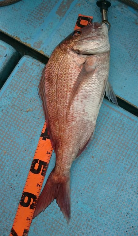 シースナイパー海龍 釣果