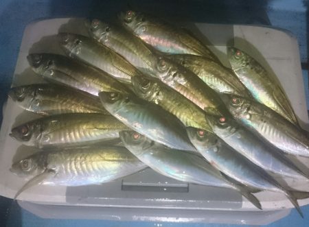 シースナイパー海龍 釣果