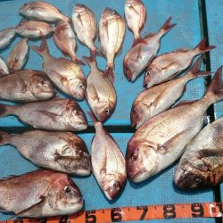 シースナイパー海龍 釣果