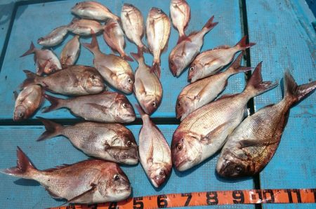 シースナイパー海龍 釣果