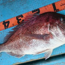 シースナイパー海龍 釣果