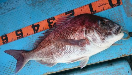 シースナイパー海龍 釣果