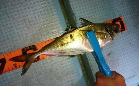 シースナイパー海龍 釣果