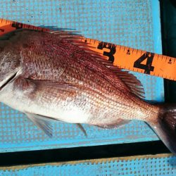 シースナイパー海龍 釣果