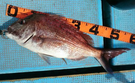 シースナイパー海龍 釣果