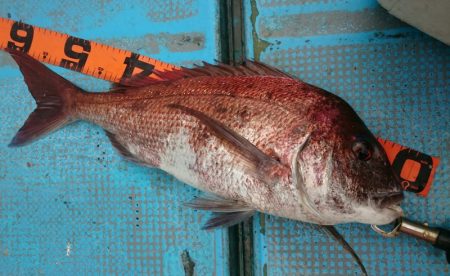 シースナイパー海龍 釣果