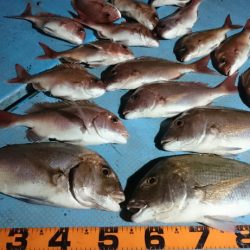 シースナイパー海龍 釣果