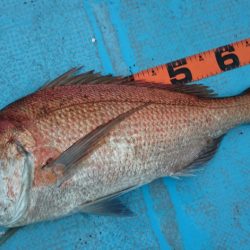 シースナイパー海龍 釣果