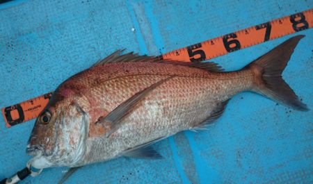 シースナイパー海龍 釣果