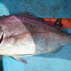 シースナイパー海龍 釣果