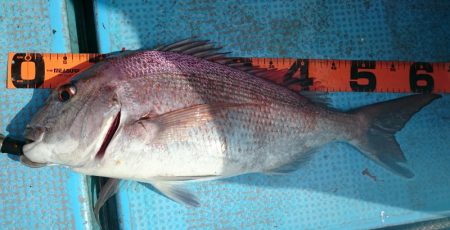 シースナイパー海龍 釣果