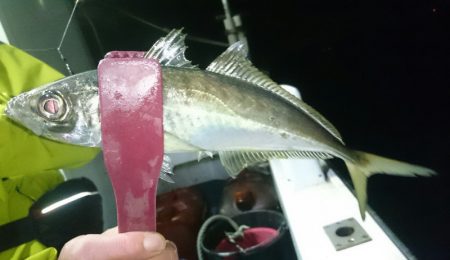 シースナイパー海龍 釣果