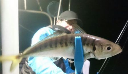 シースナイパー海龍 釣果