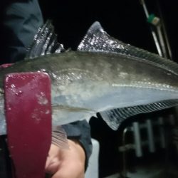 シースナイパー海龍 釣果