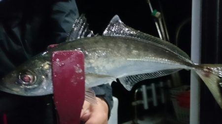 シースナイパー海龍 釣果