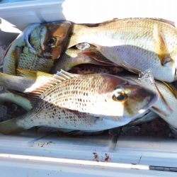 ＫＹＯＥＩⅢ 釣果