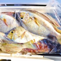 ＫＹＯＥＩⅢ 釣果