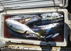 第二清洋丸 釣果