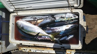 第二清洋丸 釣果