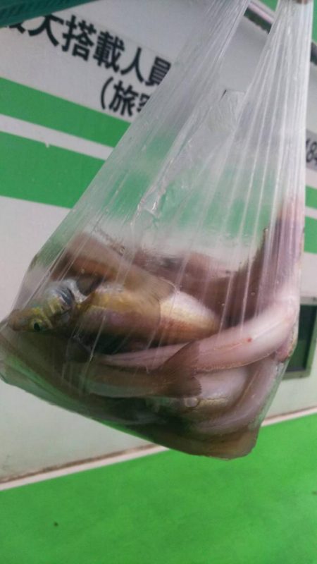 中山丸 釣果