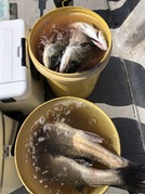 ＮＡＧＡＳＨＩＭA ＭＡＲＵ（永島丸） 釣果