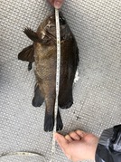 ＮＡＧＡＳＨＩＭA ＭＡＲＵ（永島丸） 釣果