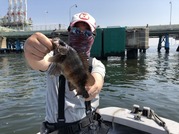 ＮＡＧＡＳＨＩＭA ＭＡＲＵ（永島丸） 釣果