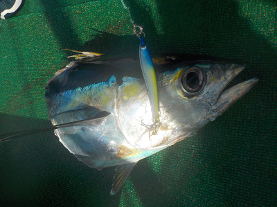 明日丸 釣果
