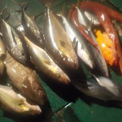 明日丸 釣果