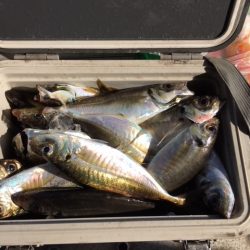 えさ政釣船店 釣果