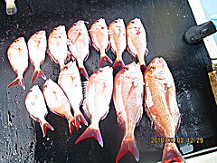 遊漁船 未紗奈 釣果