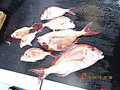 遊漁船 未紗奈 釣果