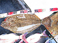 遊漁船 未紗奈 釣果