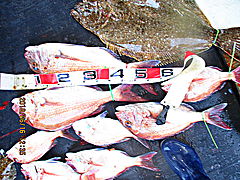 遊漁船 未紗奈 釣果