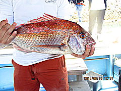 遊漁船 未紗奈 釣果