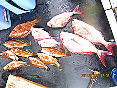 遊漁船 未紗奈 釣果