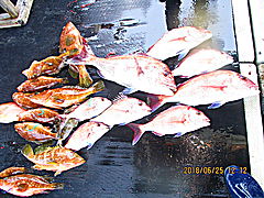 遊漁船 未紗奈 釣果