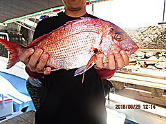 遊漁船 未紗奈 釣果