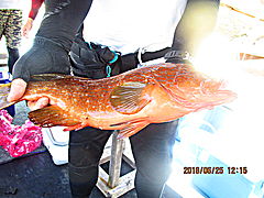 遊漁船 未紗奈 釣果