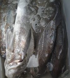 美咲丸 釣果