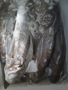 美咲丸 釣果
