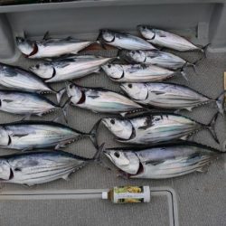 へいみつ丸 釣果