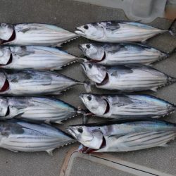 へいみつ丸 釣果