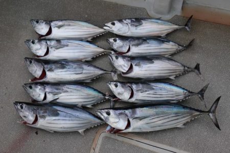 へいみつ丸 釣果