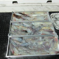 ジギング船 BLUEWATER 釣果